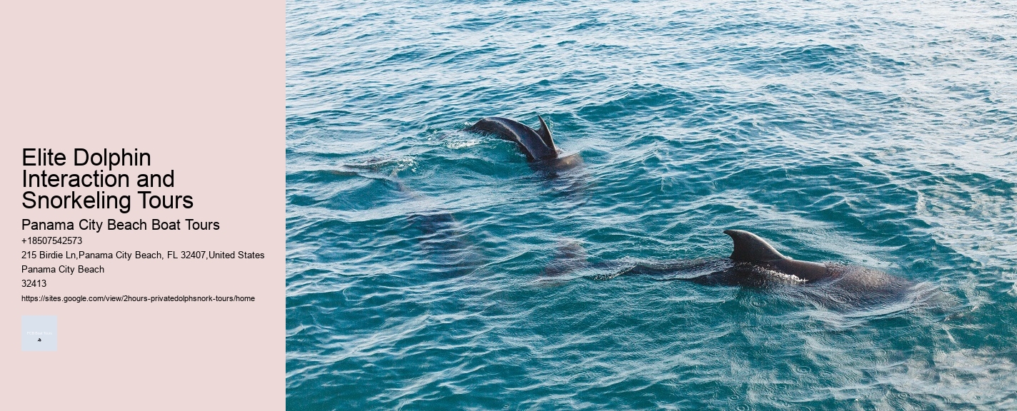 Elite Dolphin Interaction and Snorkeling Tours
