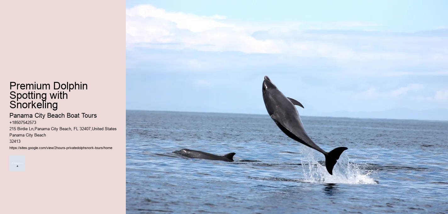 Premium Dolphin Spotting with Snorkeling