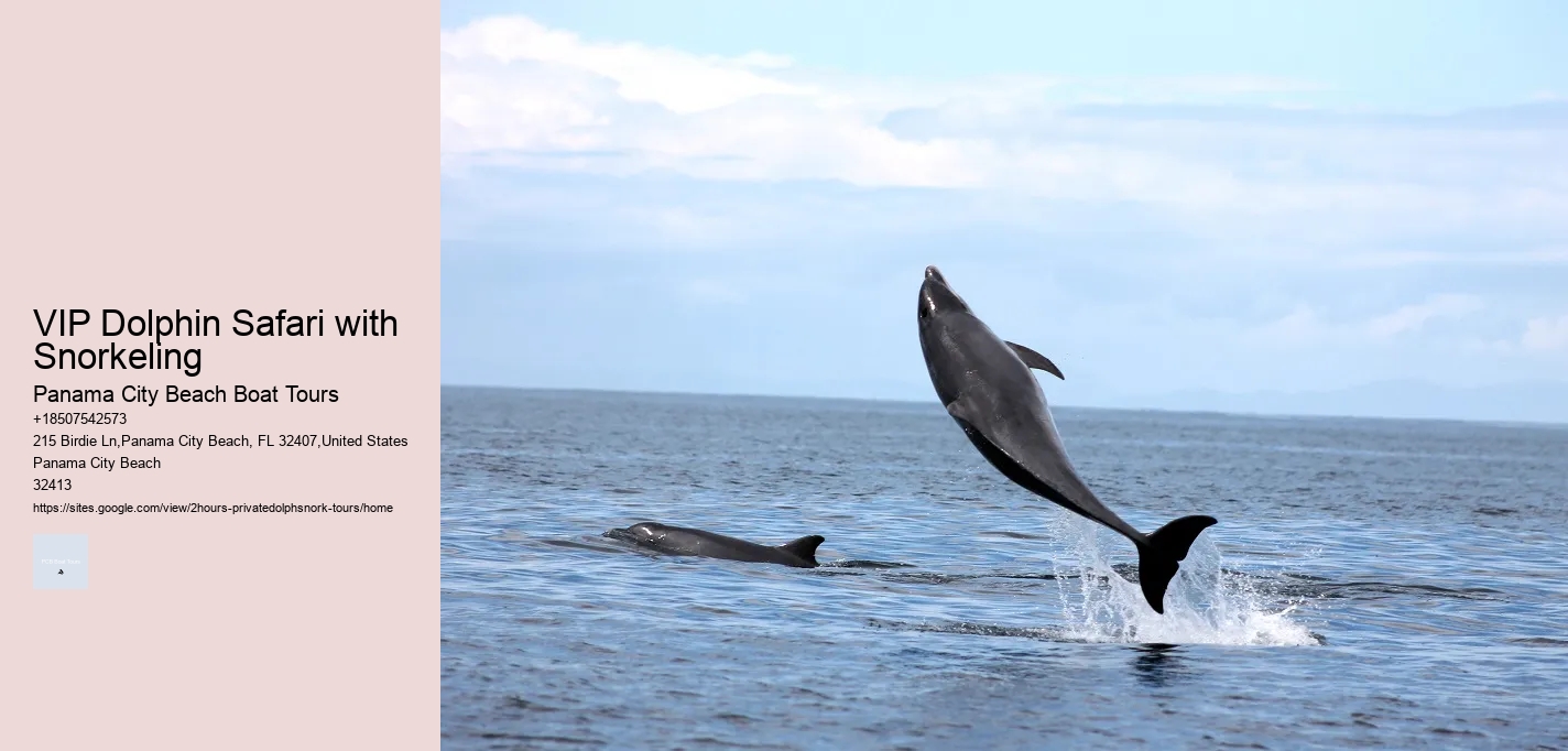 Best Places To See Wild Dolphins