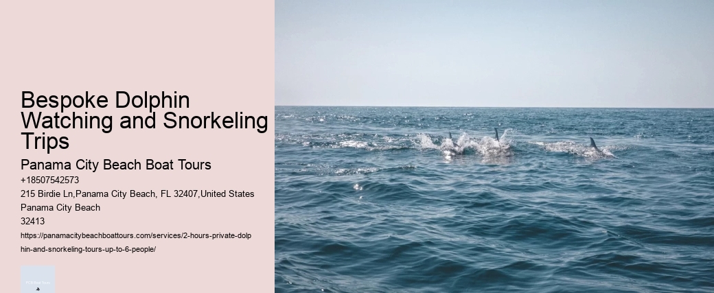 Bespoke Dolphin Watching and Snorkeling Trips