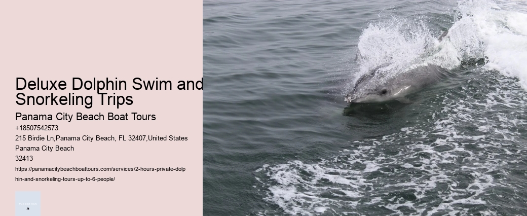 What Is The Difference Between Dolphin Encounter And Dolphin Swim