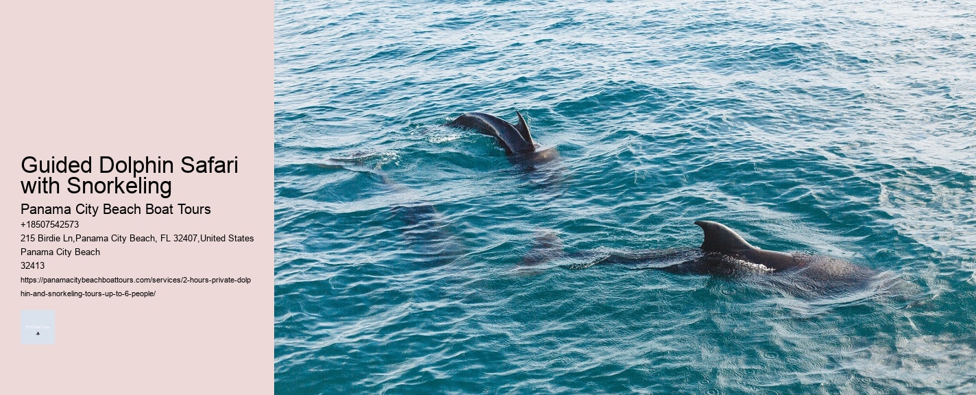 Guided Dolphin Safari with Snorkeling