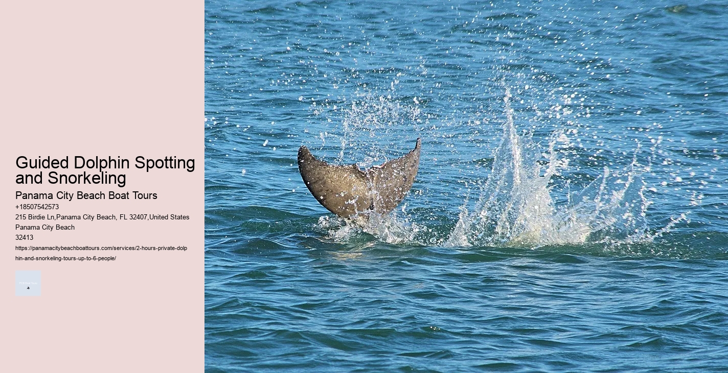 Deluxe Dolphin Discovery with Snorkeling