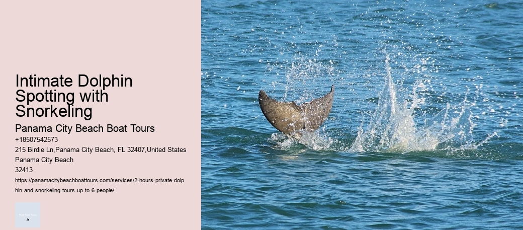 Intimate Dolphin Spotting with Snorkeling