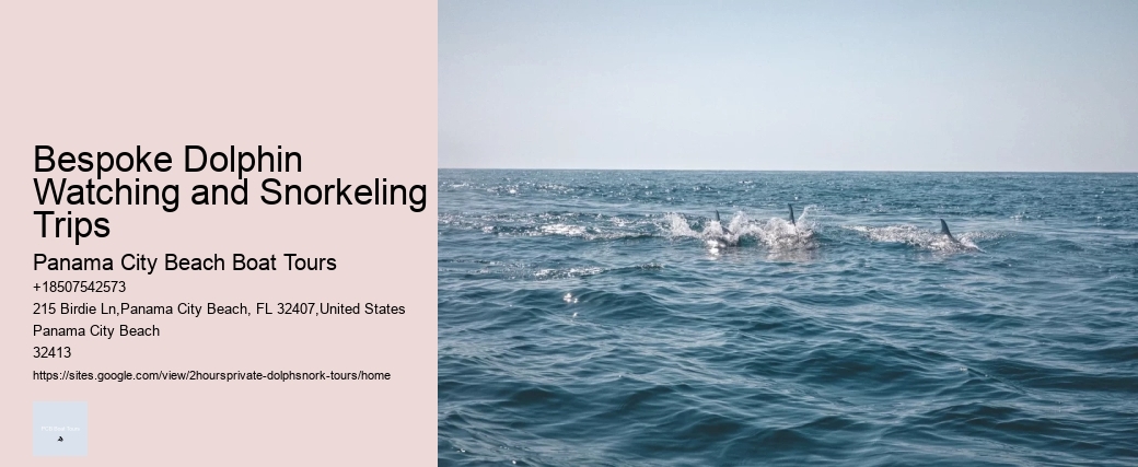 Bespoke Dolphin Watching and Snorkeling Trips
