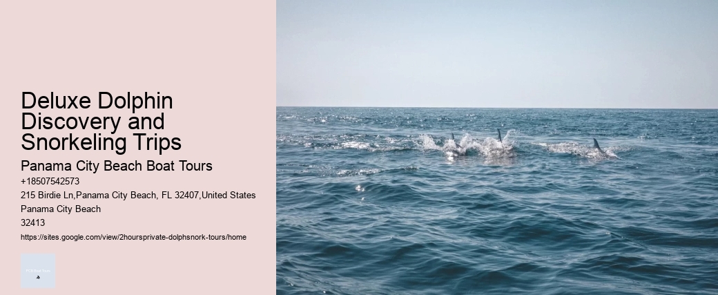 Deluxe Dolphin Discovery and Snorkeling Trips