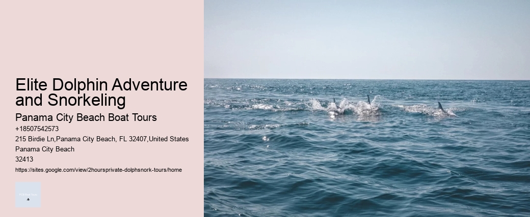 Elite Dolphin Adventure and Snorkeling