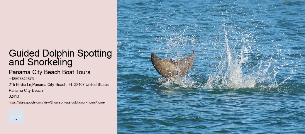 Small Group 2 Hour Dolphin Cruise With Snorkeling To ...