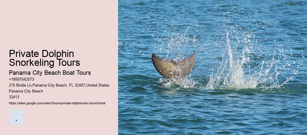 Private Dolphin Snorkeling Tours