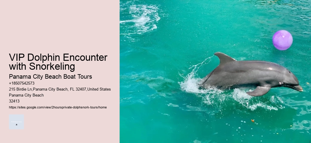 Dolphin Tours Venice Florida