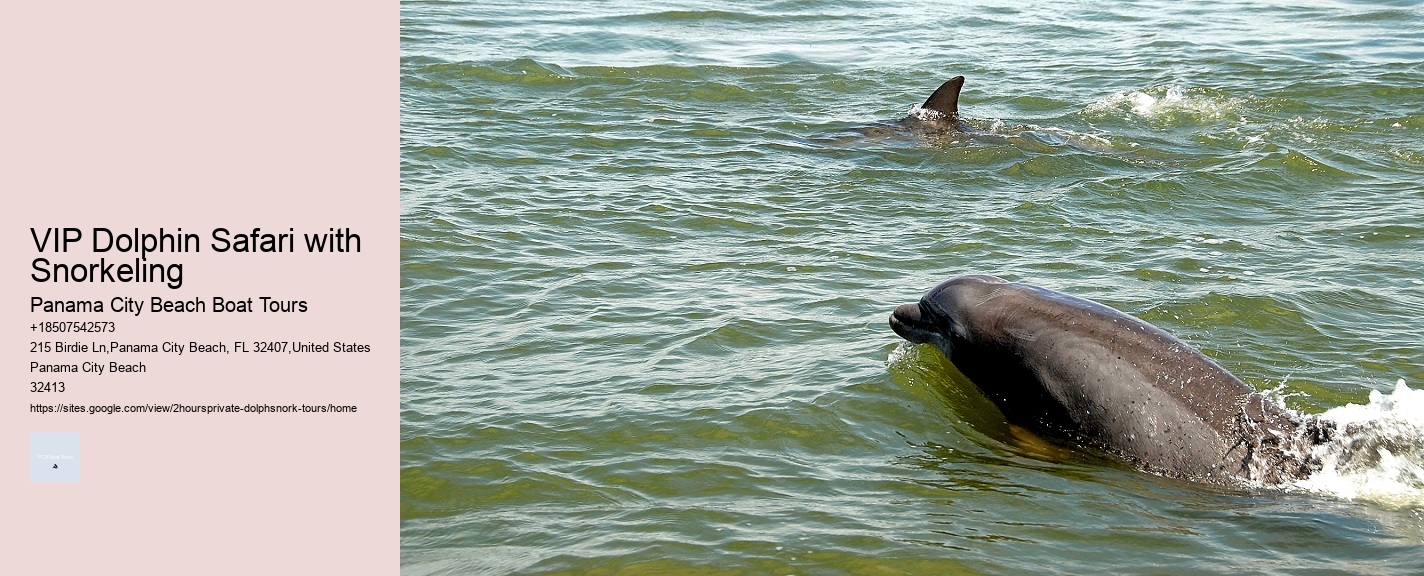 Dolphin And Snorkeling Tours In Panama City Beach