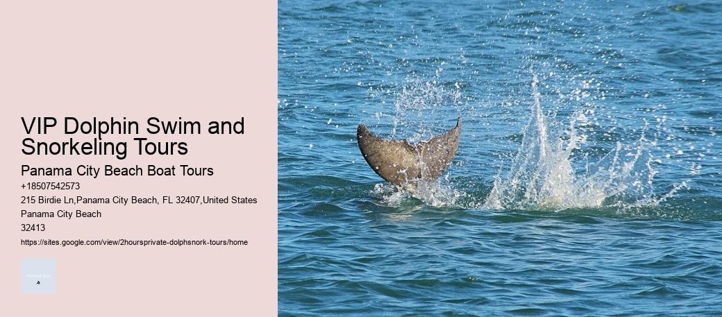 VIP Dolphin Swim and Snorkeling Tours