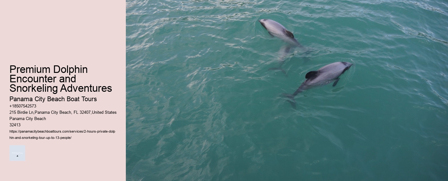 Premium Dolphin Encounter and Snorkeling Adventures