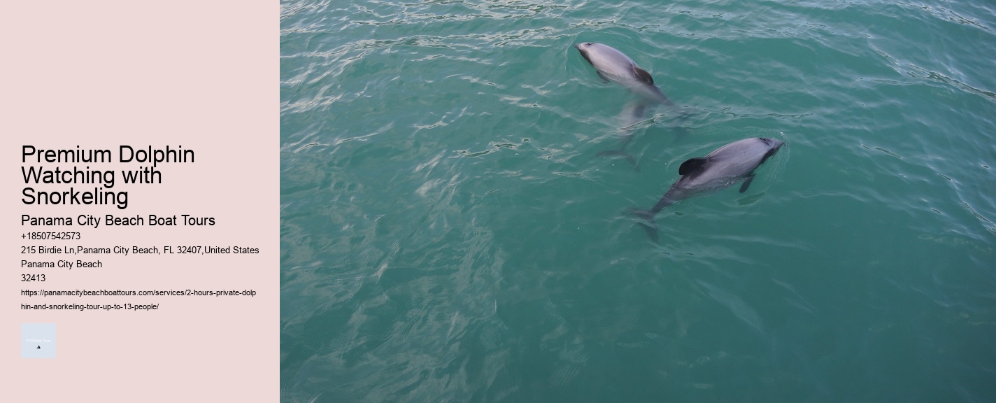 Premium Dolphin Watching with Snorkeling