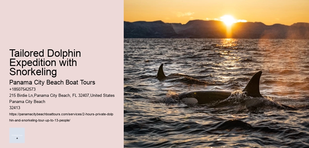 Dolphin Tours Lanzarote