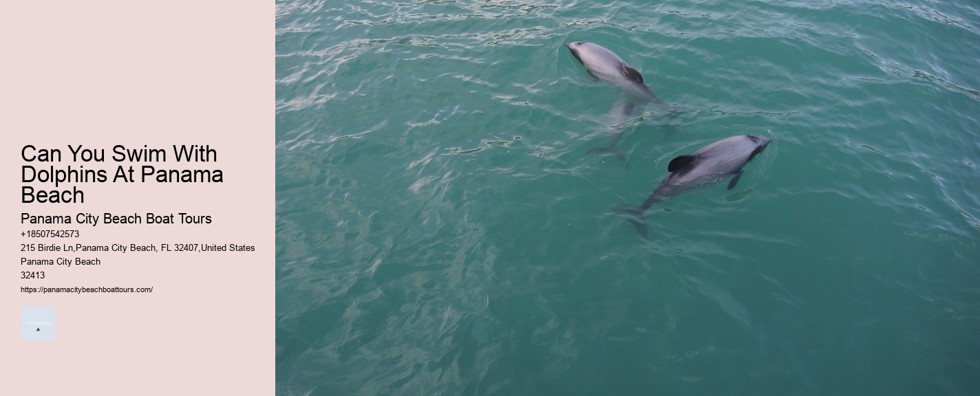 Can You Swim With Dolphins At Panama Beach