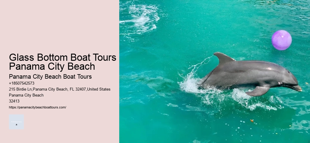 Private Dolphin Encounter Excursions