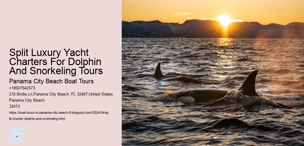 Split Luxury Yacht Charters For Dolphin And Snorkeling Tours
