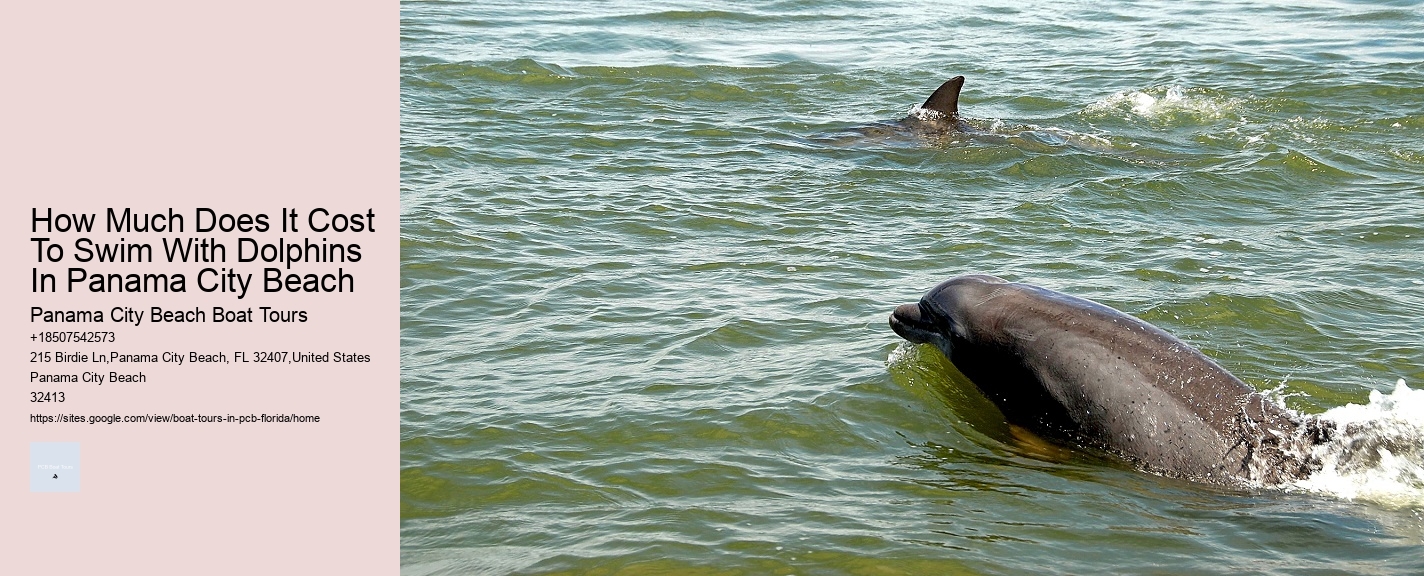 How Much Does It Cost To Swim With Dolphins In Panama City Beach