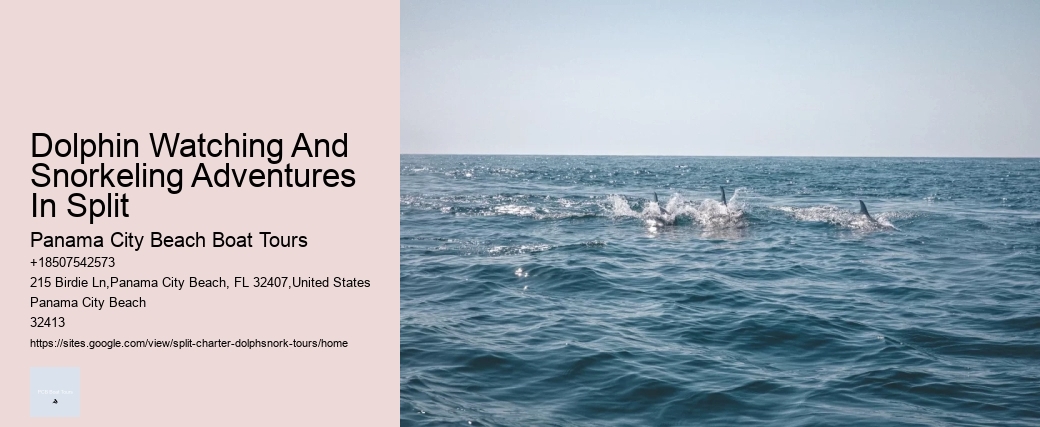 Dolphin Watching And Snorkeling Adventures In Split Panama City Beach Boat Tours Dolphin Watching And Snorkeling Adventures In Split