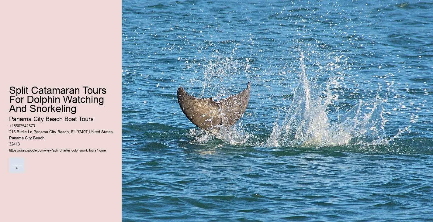 What To Do If A Dolphin Is Stranded On A Beach