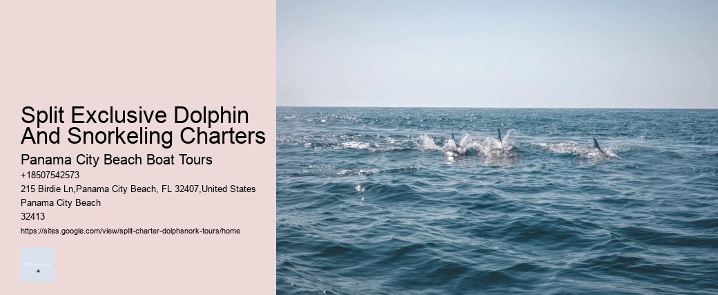 Split Luxury Dolphin And Snorkeling Excursions