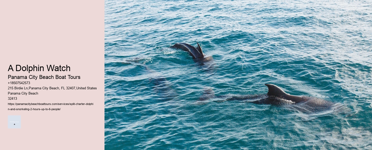 A Dolphin Watch Panama City Beach Boat Tours A Dolphin Watch