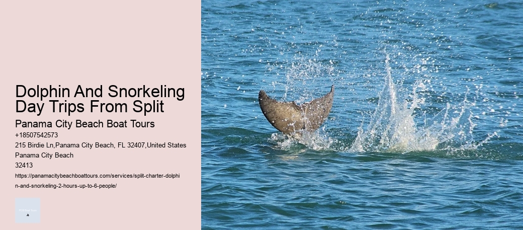 Dolphin And Snorkeling Day Trips From Split Panama City Beach Boat Tours Dolphin And Snorkeling Day Trips From Split