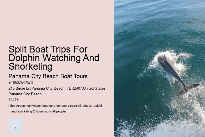 Split Speedboat Tours For Dolphin Spotting And Snorkeling