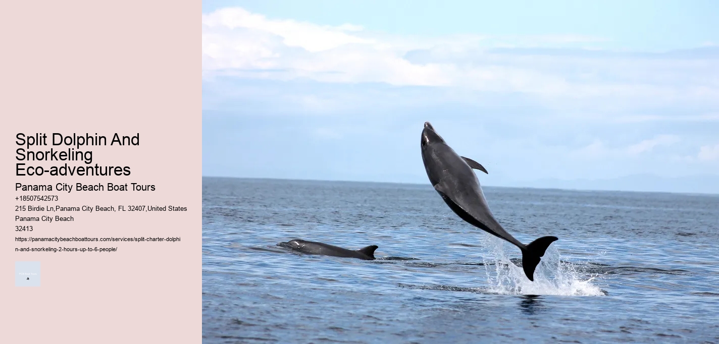 Split Dolphin And Snorkeling Eco-adventures Panama City Beach Boat Tours Split Dolphin And Snorkeling Eco-adventures