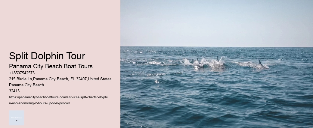 Split Dolphin Tour Panama City Beach Boat Tours Split Dolphin Tour