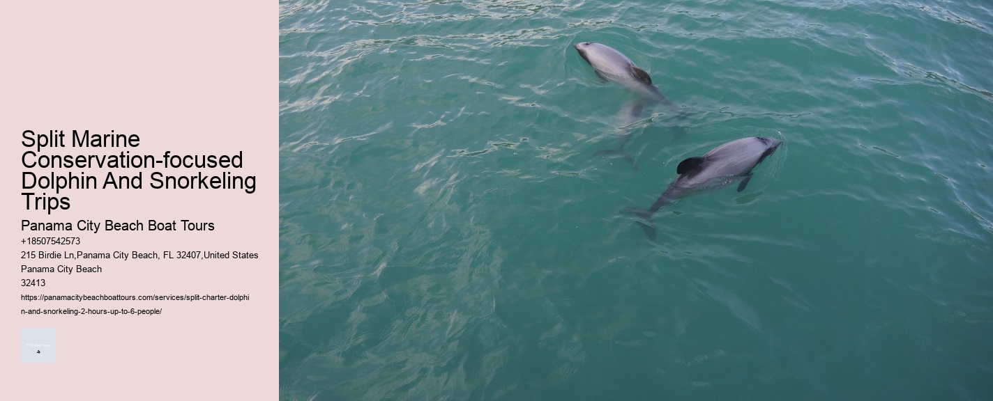 Can You Swim With Dolphins At Panama Beach