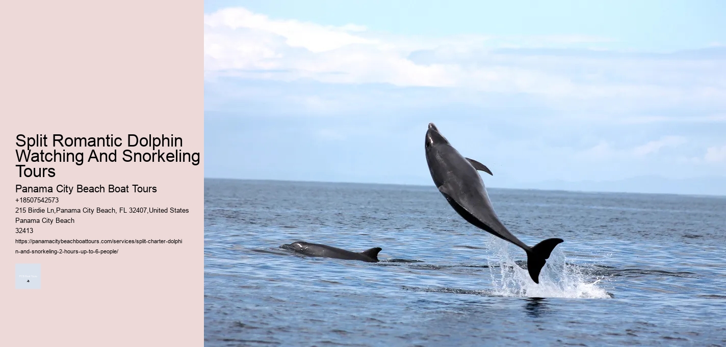 Split Romantic Dolphin Watching And Snorkeling Tours