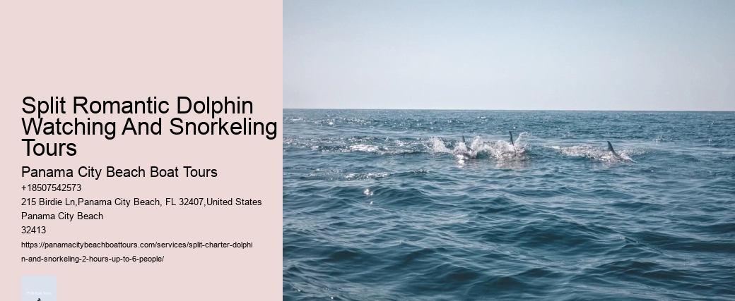 Dolphin Snorkeling Cruise