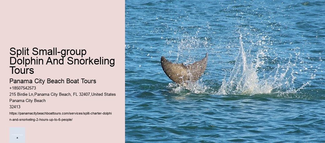 Are You Not Supposed To Touch Dolphins