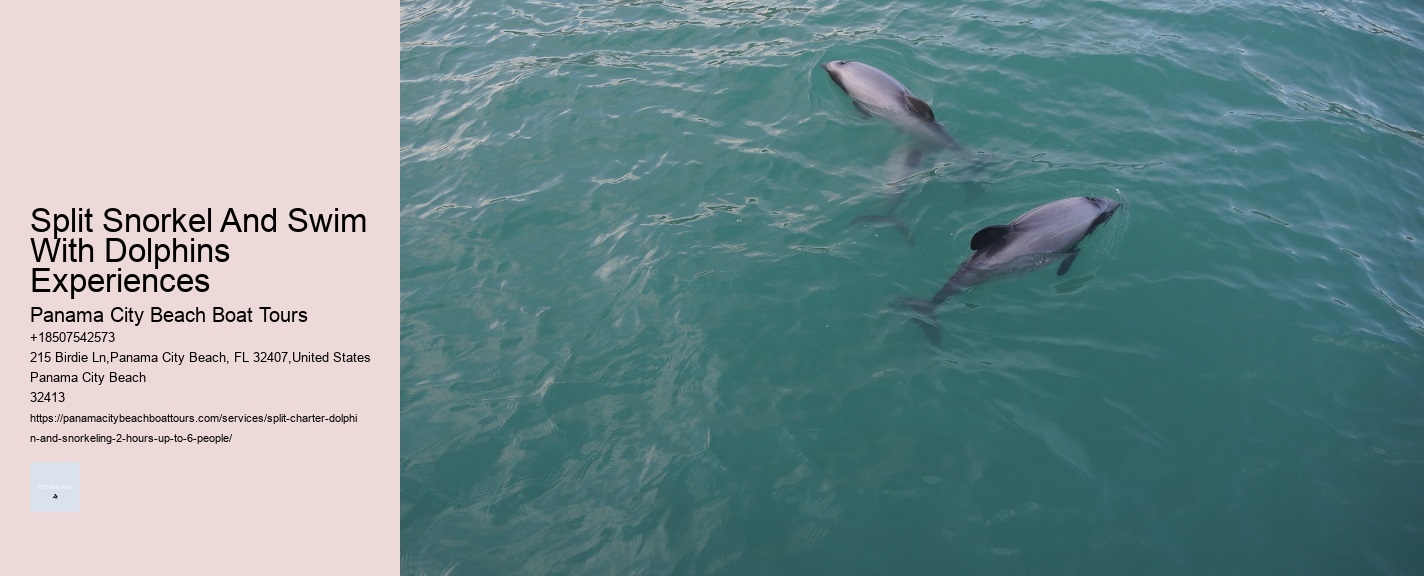 Split Personalized Dolphin And Snorkeling Experiences