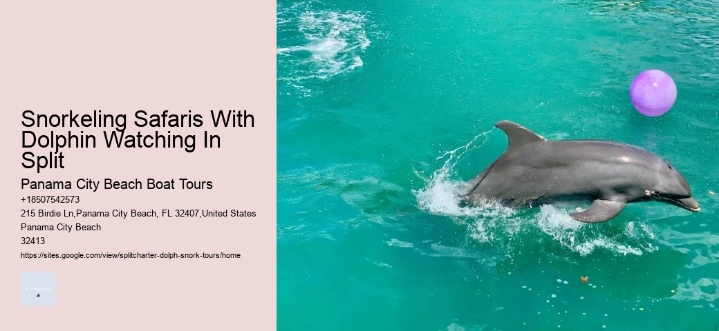 Split Charter Dolphin And Snorkeling