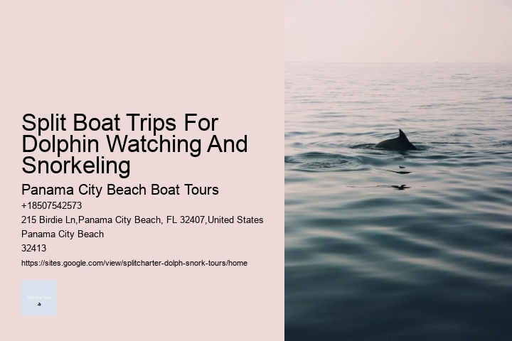 Split Vip Snorkeling And Dolphin Watching Tours