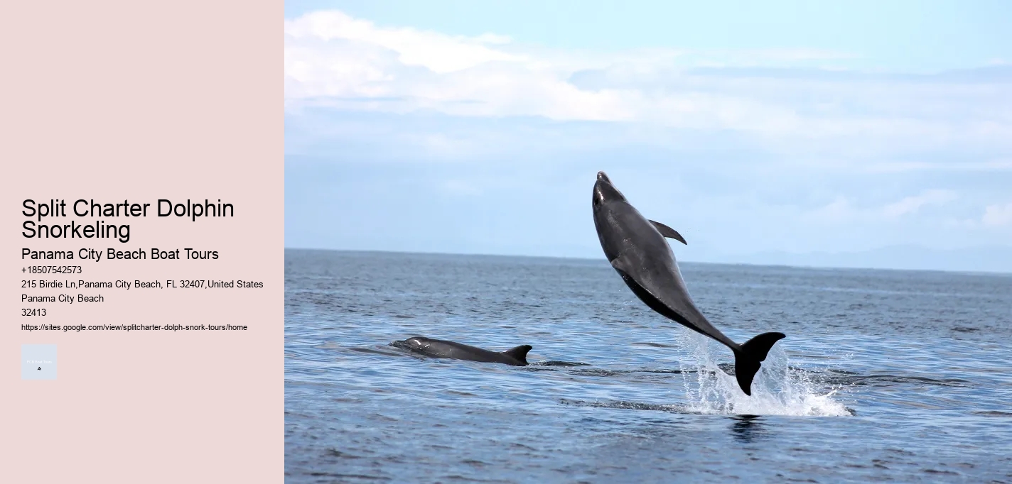 Split Charter Dolphin Snorkeling