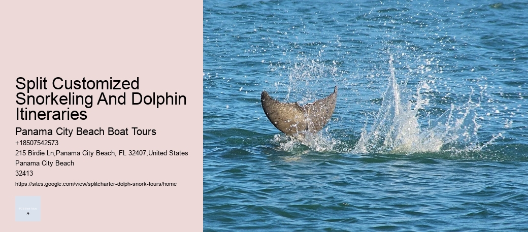 Best Places To See Wild Dolphins