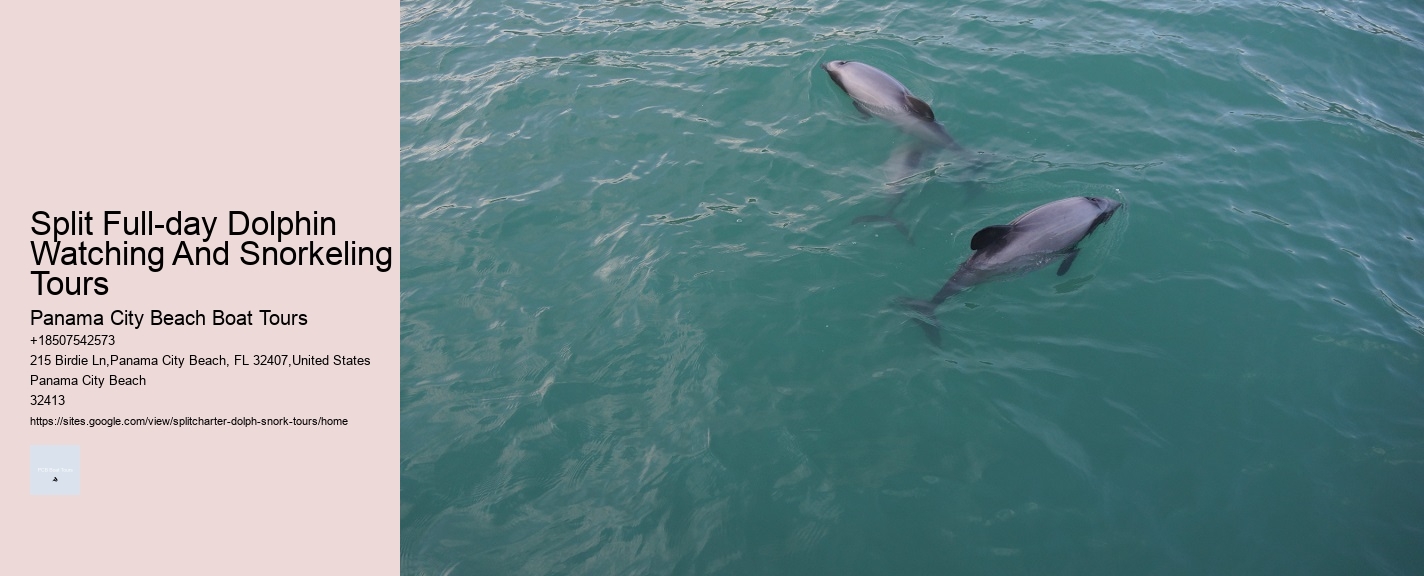 Dolphin Tour And Snorkeling Near Me