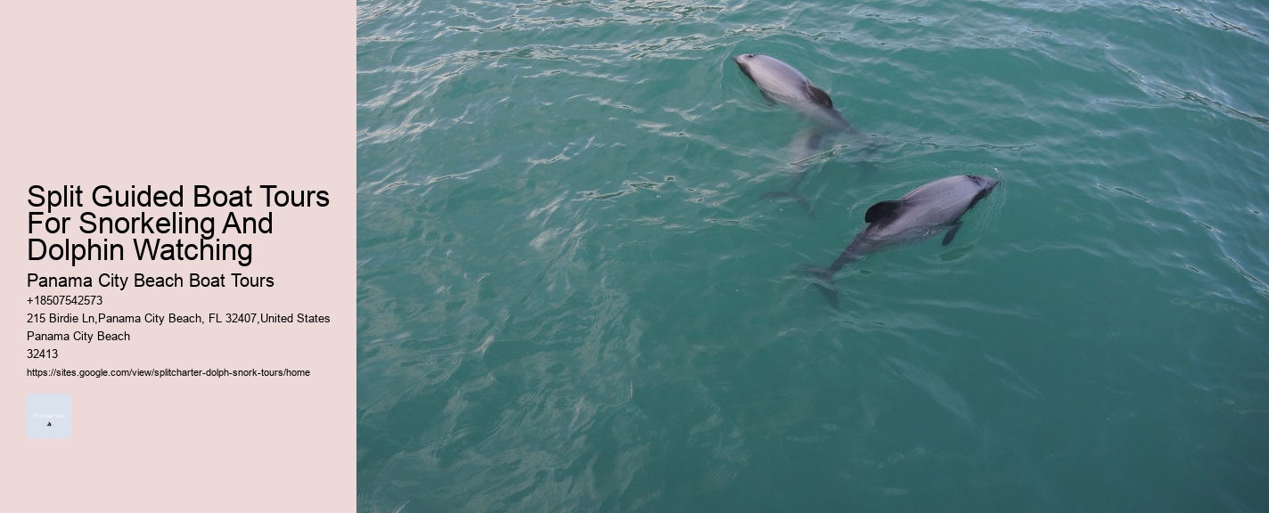 Split Exclusive Snorkeling And Dolphin Watching Charters