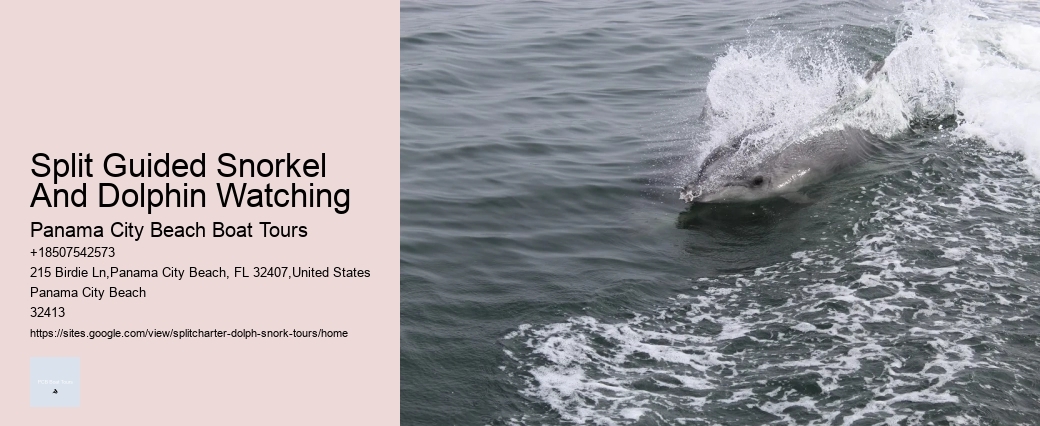 Charter Dolphin Snorkeling