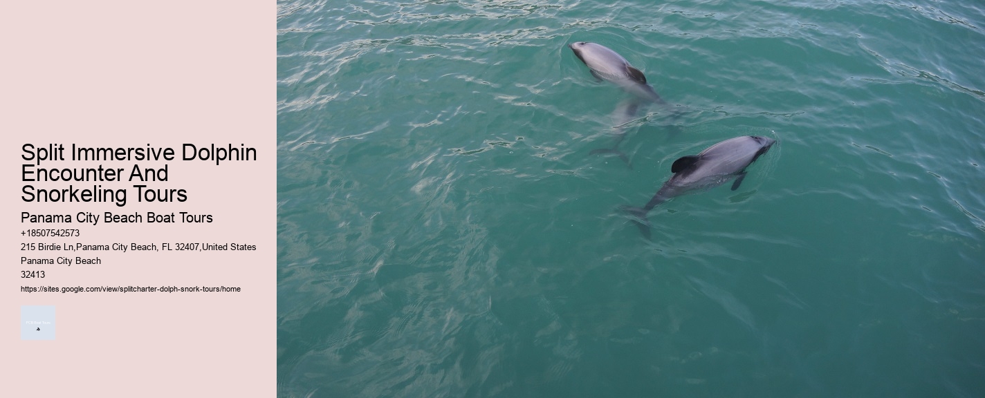 Split Immersive Dolphin Encounter And Snorkeling Tours
