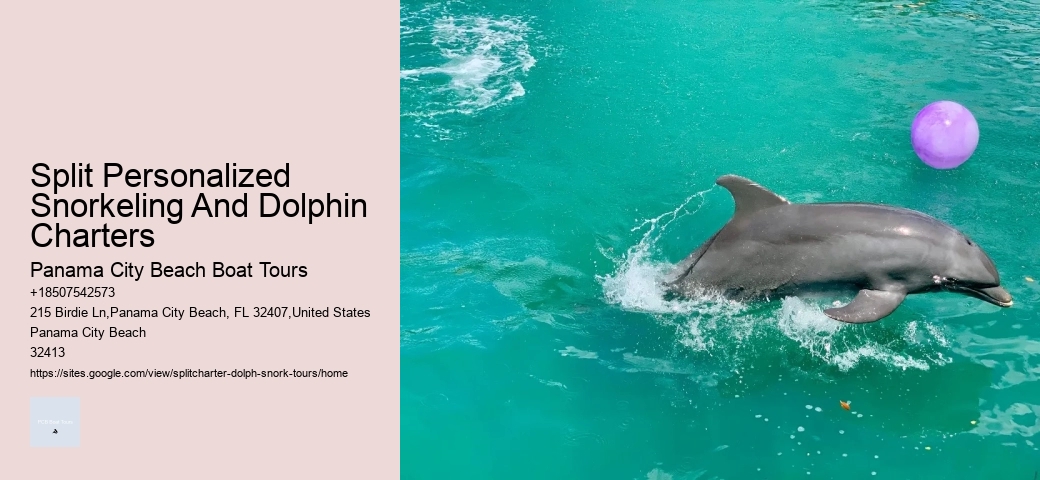 Can You Swim With Dolphins At Panama Beach