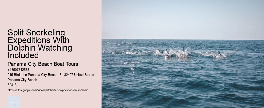 Split Snorkeling Expeditions With Dolphin Watching Included