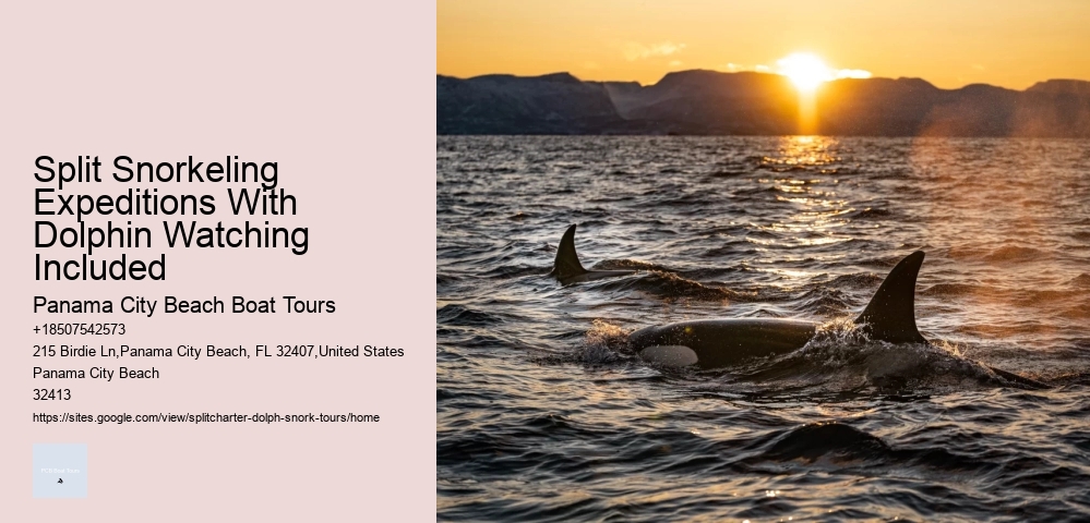 Split Sunset Dolphin Cruises With Snorkeling