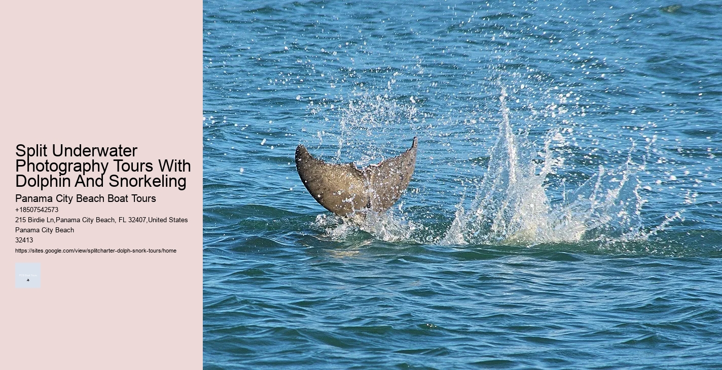 Are Dolphin Tours Safe For Dolphins