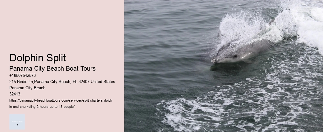 Dolphin Swim With Unlimited Food & Drinks