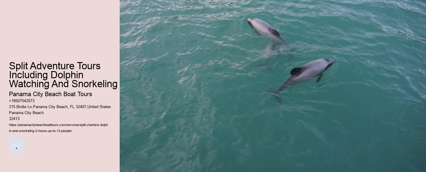 Split Adventure Tours Including Dolphin Watching And Snorkeling